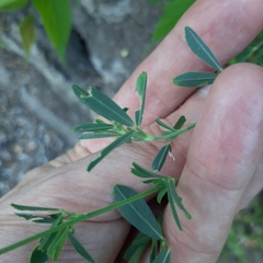 Fabaceae