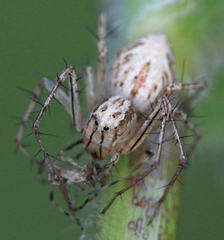 Oxyopes aglossus