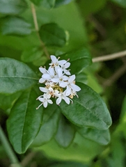 Ligustrum