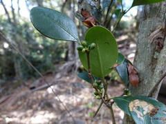 Peponidium subevenium