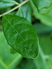Ligustrum