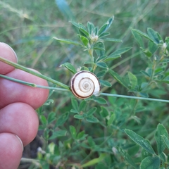 Xerolenta obvia