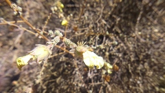 Balbisia verticillata