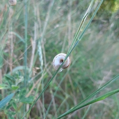 Xerolenta obvia