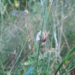 Xerolenta obvia