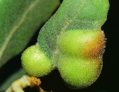 Plagiotrochus australis