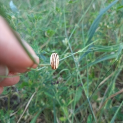 Xerolenta obvia