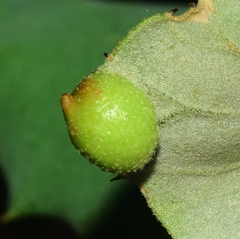 Plagiotrochus australis