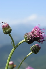 Cirsium × linkianum