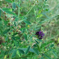 Medicago sativa