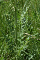 Cirsium × linkianum