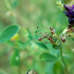 Phaneroptera
