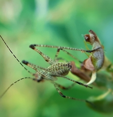 Phaneroptera