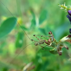 Phaneroptera
