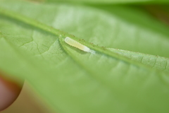 Pyreferra hesperidago