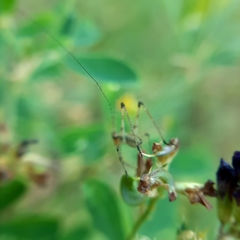 Phaneroptera