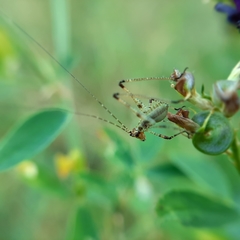 Phaneroptera