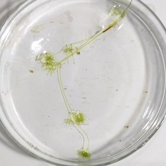 Nitella