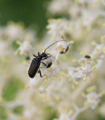 Grammoptera subargentata