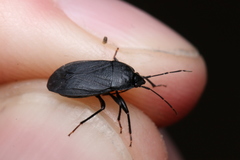 Lethaeus cribratissimus