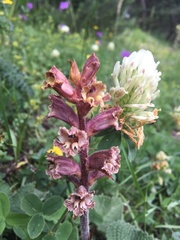 Orobanche owerinii
