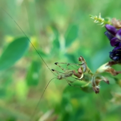 Phaneroptera