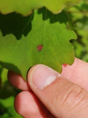 Aceria varia