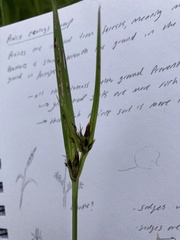 Cyperus rotundus rotundus