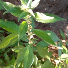 Parietaria officinalis