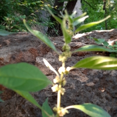 Parietaria officinalis
