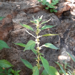 Parietaria officinalis