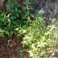 Parietaria officinalis