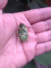 Chrysina laniventris