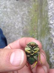 Chrysina laniventris