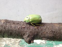 Chrysina laniventris