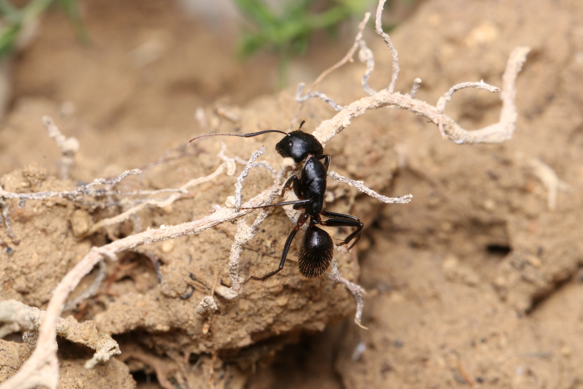 Camponotus laconicus