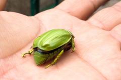 Chrysina laniventris