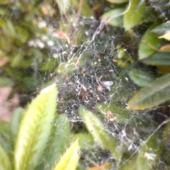 Frontinellina frutetorum