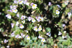 Euphrasia tetraquetra