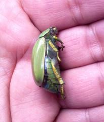 Chrysina laniventris