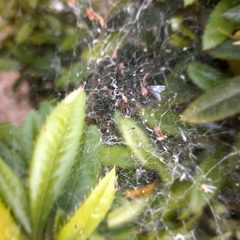 Frontinellina frutetorum