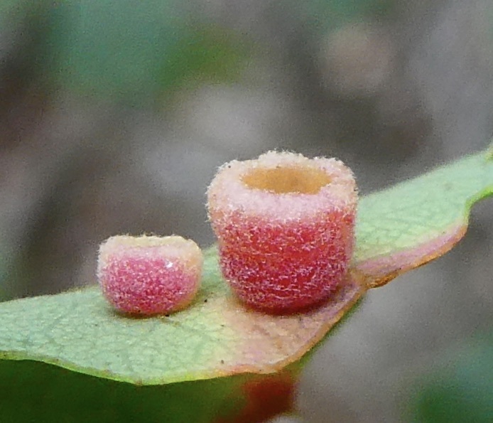 Urn Gall Wasp