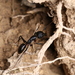 Camponotus laconicus - Photo (c) Fabian A. Boetzl, some rights reserved (CC BY-NC), uploaded by Fabian A. Boetzl
