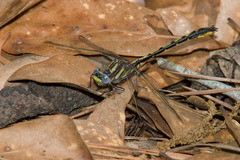 Phanogomphus oklahomensis