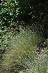 Festuca alpestris