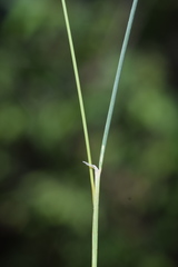 Festuca alpestris