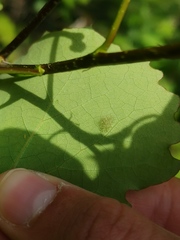 Aceria varia
