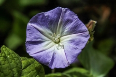 Convolvulus canariensis image