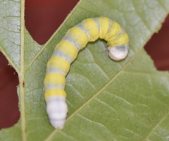 Pyreferra hesperidago