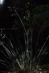 Festuca alpestris